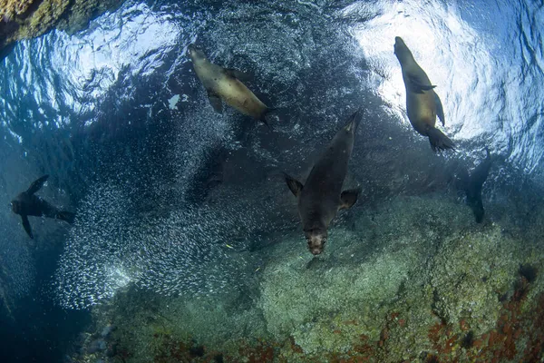 Puppy Californian Sea Lion Seal Hunting Sardines Fish Ball — Stock Photo, Image