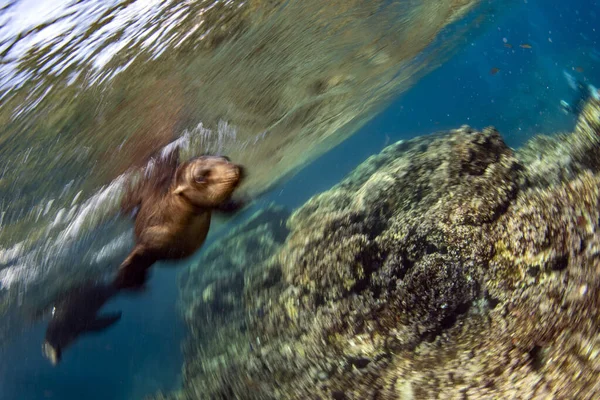 Filhote Cachorro Californiano Foca Leão Marinho Chegando Você Para Divertir — Fotografia de Stock