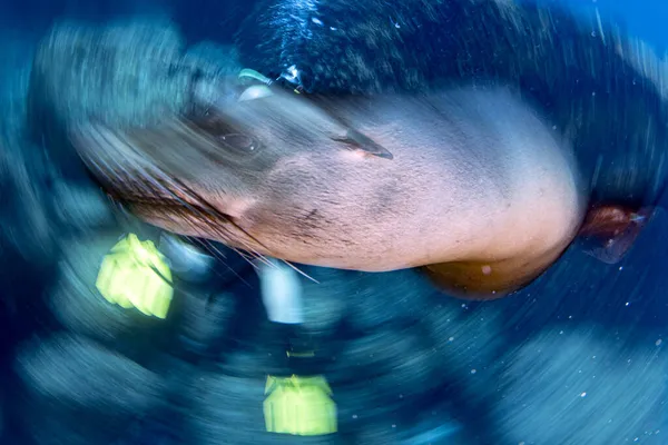 Щеня Каліфорнійське Морське Левове Тюленя Приходить Щоб Розважитися Грати — стокове фото