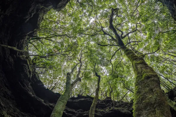 Albero Della Vita Rami Che Attorcigliano Dal Basso Verso Alto — Foto Stock