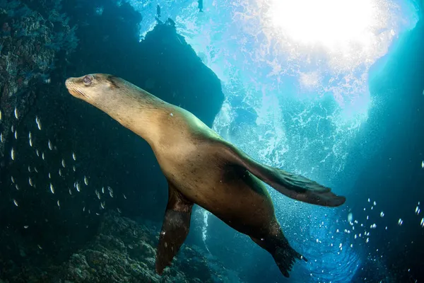 Filhote Cachorro Californiano Foca Leão Marinho Chegando Você Para Divertir — Fotografia de Stock