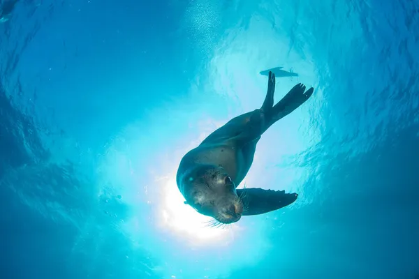 Filhote Cachorro Californiano Foca Leão Marinho Chegando Você Para Divertir — Fotografia de Stock