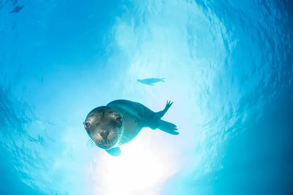 Filhote Cachorro Californiano Foca Leão Marinho Chegando Você Para Divertir — Fotografia de Stock