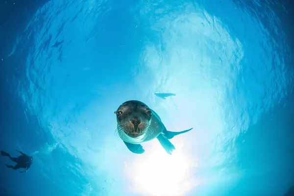 Filhote Cachorro Californiano Foca Leão Marinho Chegando Você Para Divertir — Fotografia de Stock