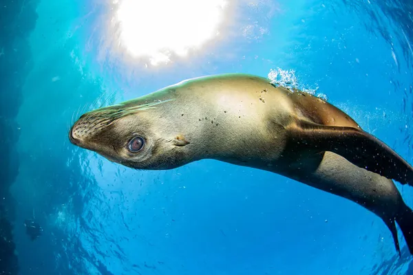 Щеня Каліфорнійське Морське Левове Тюленя Приходить Щоб Розважитися Грати — стокове фото