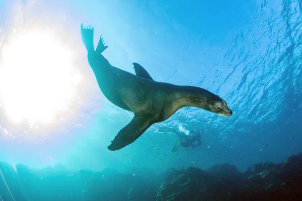 Filhote Cachorro Californiano Foca Leão Marinho Chegando Você Para Divertir — Fotografia de Stock