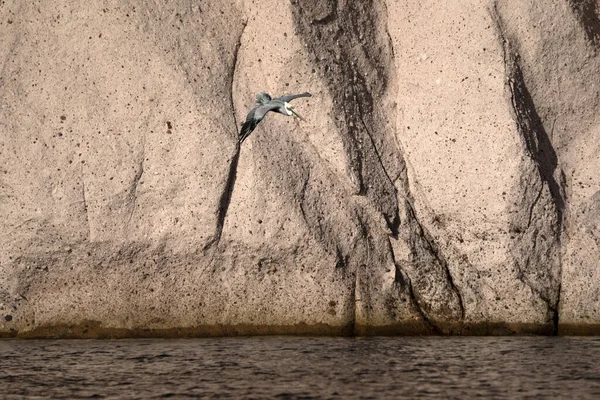 Pelicano Voando Sobre Baja Califórnia Sur Cortez Mar Rochas Detalhe — Fotografia de Stock