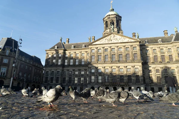 Πολλά Περιστέρια Στο Δημαρχείο Του Άμστερνταμ Dam Place Building Detail — Φωτογραφία Αρχείου