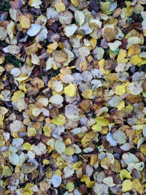 Sonbahar mevsiminde yaprak halısı