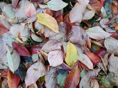 Sonbahar mevsiminde yaprak halısı