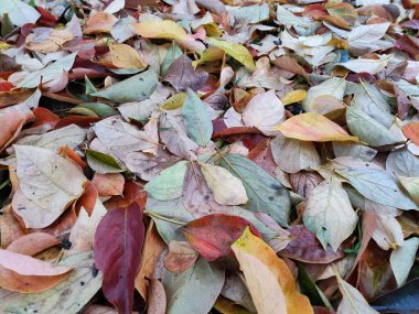 Sonbahar mevsiminde yaprak halısı