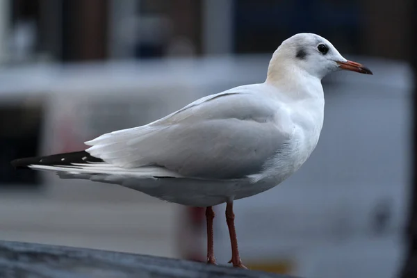 Mouette Amsterdam Vue Sur Canal — Photo