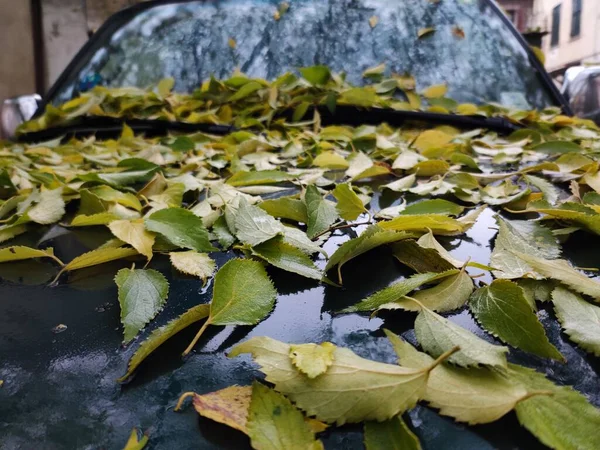 Modré Auto Pokryté Listovým Kobercem Podzimní Sezóně — Stock fotografie