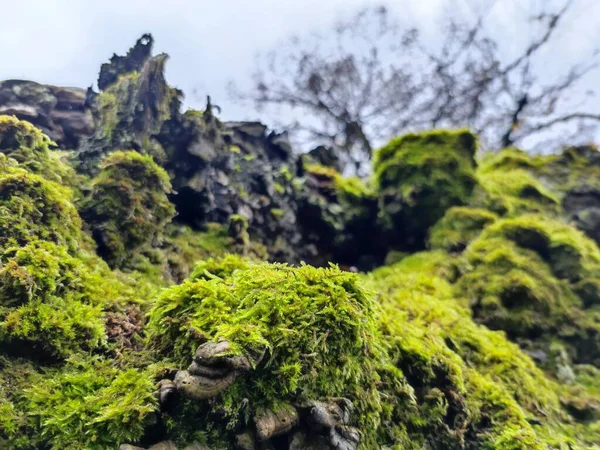 Muschio Verde Sulla Corteccia Degli Alberi Stagione Autunnale — Foto Stock