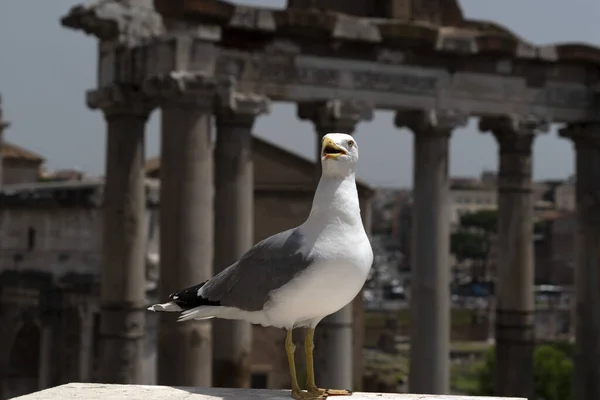 Möwe Römischen Ruinen Detail — Stockfoto