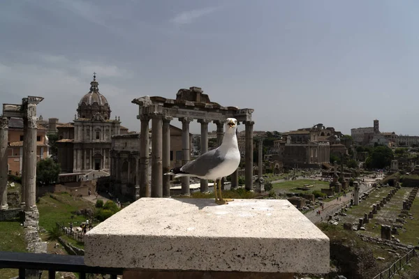 Seagull Rome Ruins Detail — Stock Photo, Image