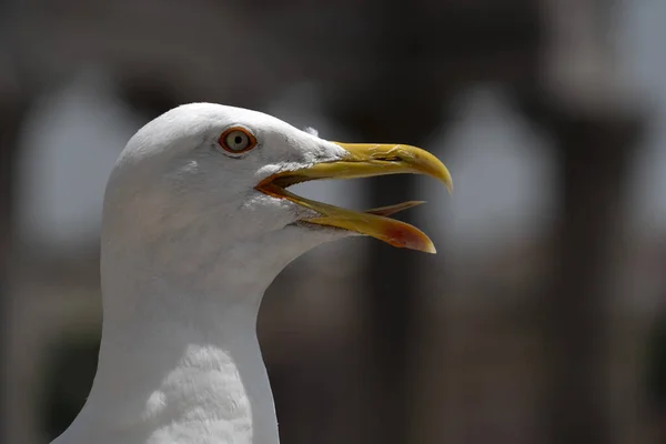 Seagull Rome Ruins Detail — Stock Photo, Image