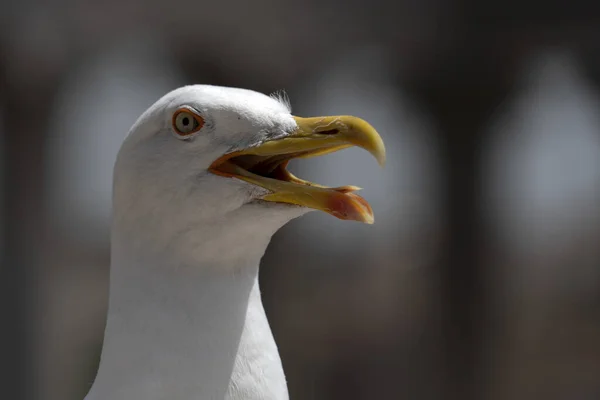 Seagull Rome Ruins Detail — Stock Photo, Image