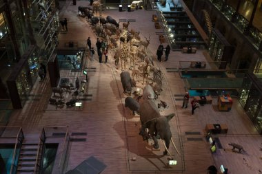 PARIS, FRANCE - 18 Kasım 2021 - Evrim Müzesi Büyük Galerie de Evrim 'de 7000 örnek. 1994 'te, modernliğin tarihle ve bilimle buluştuğu büyük biyolojik çeşitlilik macerasını anlatmak için açıldı.