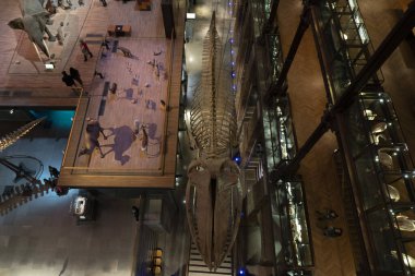 PARIS, FRANCE - 18 Kasım 2021 - Evrim Müzesi Büyük Galerie de Evrim 'de 7000 örnek. 1994 'te, modernliğin tarihle ve bilimle buluştuğu büyük biyolojik çeşitlilik macerasını anlatmak için açıldı.