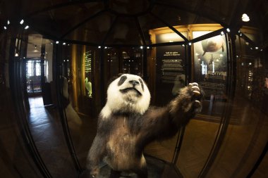 PARIS, FRANCE - 18 Kasım 2021 - Evrim Müzesi Büyük Galerie de Evrim 'de 7000 örnek. 1994 'te, modernliğin tarihle ve bilimle buluştuğu büyük biyolojik çeşitlilik macerasını anlatmak için açıldı.