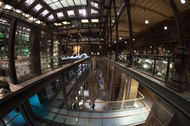 PARIS, FRANCE - 18 Kasım 2021 - Evrim Müzesi Büyük Galerie de Evrim 'de 7000 örnek. 1994 'te, modernliğin tarihle ve bilimle buluştuğu büyük biyolojik çeşitlilik macerasını anlatmak için açıldı.