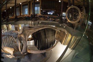 PARIS, FRANCE - 18 Kasım 2021 - Evrim Müzesi Büyük Galerie de Evrim 'de 7000 örnek. 1994 'te, modernliğin tarihle ve bilimle buluştuğu büyük biyolojik çeşitlilik macerasını anlatmak için açıldı.