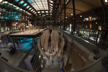 PARIS, FRANCE - 18 Kasım 2021 - Evrim Müzesi Büyük Galerie de Evrim 'de 7000 örnek. 1994 'te, modernliğin tarihle ve bilimle buluştuğu büyük biyolojik çeşitlilik macerasını anlatmak için açıldı.