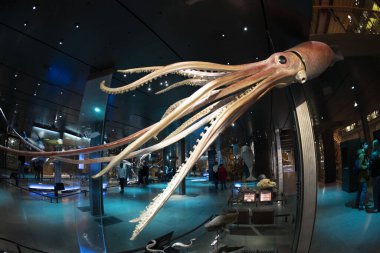 PARIS, FRANCE - 18 Kasım 2021 - Evrim Müzesi Büyük Galerie de Evrim 'de 7000 örnek. 1994 'te, modernliğin tarihle ve bilimle buluştuğu büyük biyolojik çeşitlilik macerasını anlatmak için açıldı.