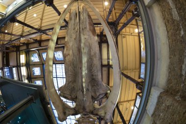 PARIS, FRANCE - 18 Kasım 2021 - Evrim Müzesi Büyük Galerie de Evrim 'de 7000 örnek. 1994 'te, modernliğin tarihle ve bilimle buluştuğu büyük biyolojik çeşitlilik macerasını anlatmak için açıldı.