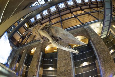 PARIS, FRANCE - 18 Kasım 2021 - Evrim Müzesi Büyük Galerie de Evrim 'de 7000 örnek. 1994 'te, modernliğin tarihle ve bilimle buluştuğu büyük biyolojik çeşitlilik macerasını anlatmak için açıldı.