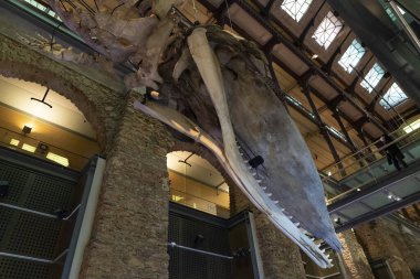 PARIS, FRANCE - 18 Kasım 2021 - Evrim Müzesi Büyük Galerie de Evrim 'de 7000 örnek. 1994 'te, modernliğin tarihle ve bilimle buluştuğu büyük biyolojik çeşitlilik macerasını anlatmak için açıldı.