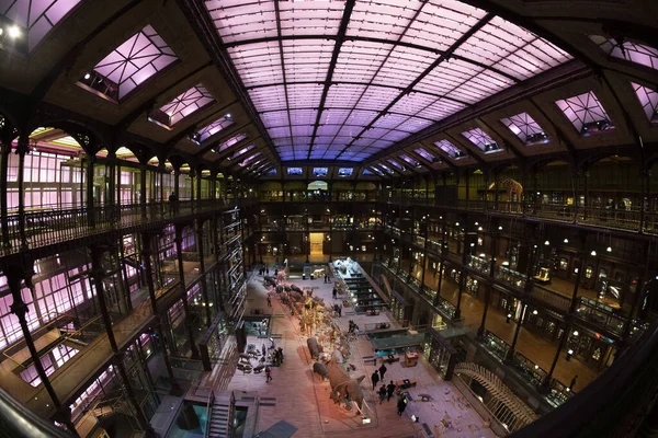 París Francia Noviembre 2021 Museo Galería Evolución 000 Ejemplares Grande —  Fotos de Stock