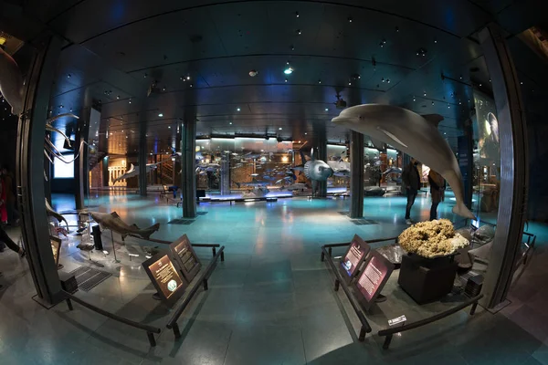 2021年11月18日 进化展览馆 Evolution Gallery Museum 的7000件标本 它始于1994年 现代性与历史和科学相结合 讲述了生物多样性的伟大冒险故事 — 图库照片