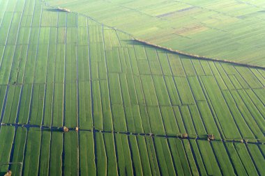 Amsterdam Hollanda 'nın ünlü tarlaları manzara manzarası