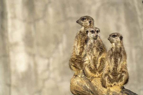 Meerkats Grupa Zbliżyć Portret Rodziny — Zdjęcie stockowe