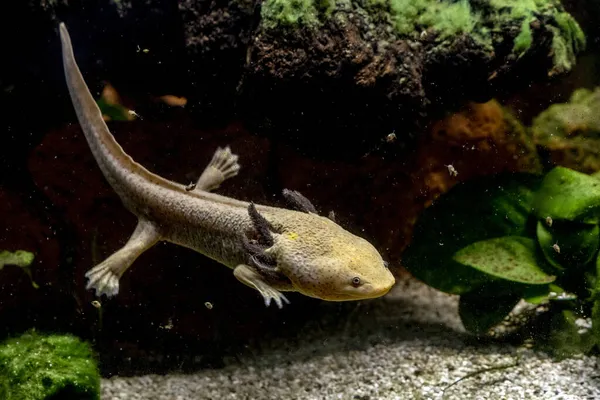 水中のアクソロトル両生類の水棲動物が接近 — ストック写真