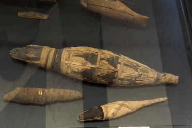 Timsah Mısırlı yaşlı hayvan mumya detayı