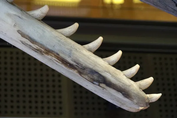 Sperm Whale Tooth Close Detail — Stock Photo, Image