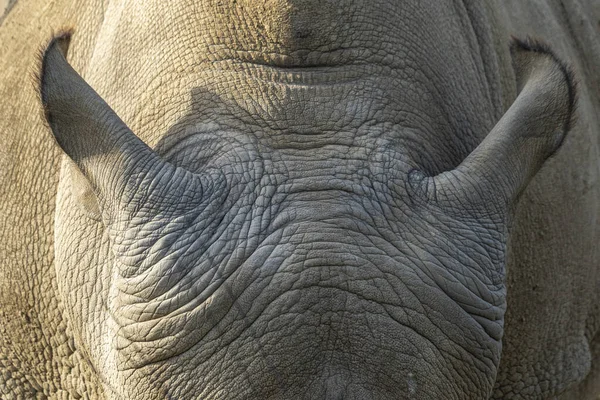 Rhino Rhinoceros Ears Close Detail — Stock Photo, Image