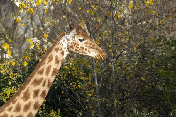 Żyrafa Bliska Patrzy Ciebie — Zdjęcie stockowe