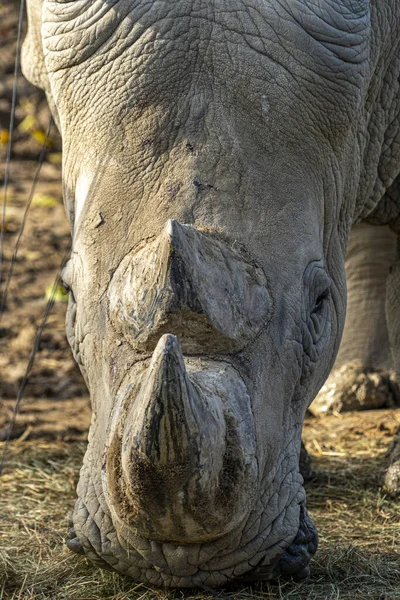 Rhino Rhinoceros Horn Close Detail — Stock Photo, Image