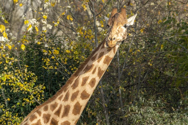 Giraffe Close Portret Kijken Naar — Stockfoto