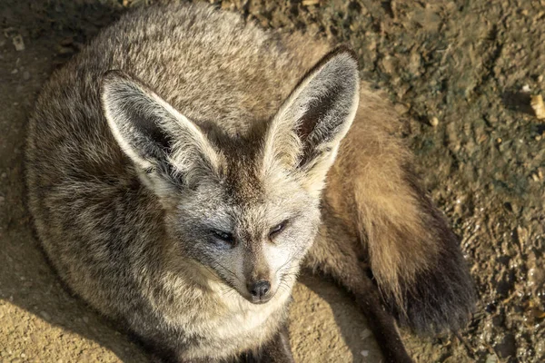 Bat Ušatý Liška Zblízka Portrét Při Pohledu Vás — Stock fotografie