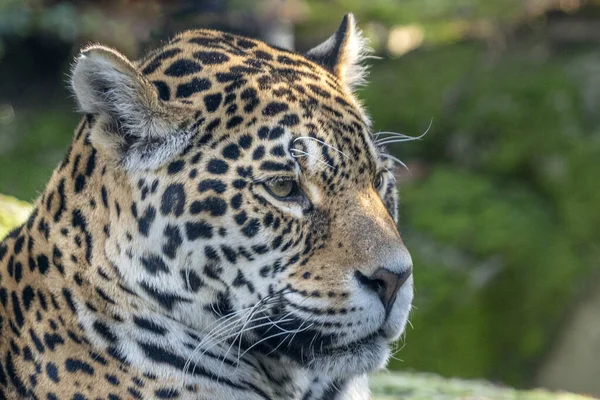 Panther Close Portrait Looking You — Stock Photo, Image