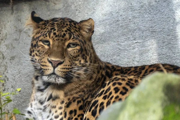 Kinesisk Panter Leopard Närbild Porträtt Tittar Dig — Stockfoto