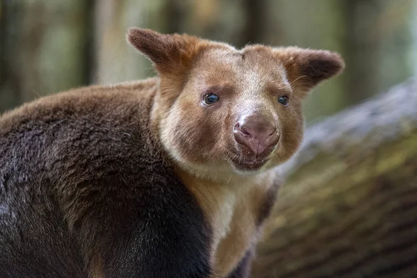 Buen Compañero Árbol Canguro Primer Plano Retrato — Foto de Stock