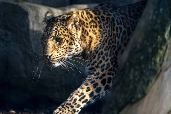 Kinesisk Panter Leopard Närbild Porträtt Tittar Dig — Stockfoto