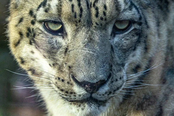 Snö Leopard Närbild Porträtt Tittar Dig — Stockfoto