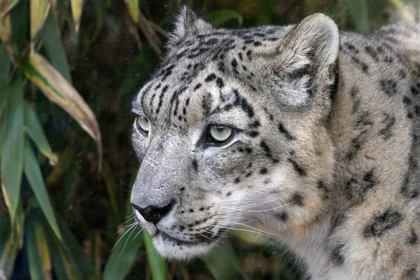Leopardo Nieve Cerca Retrato Mirándote — Foto de Stock
